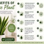 10 benefits of snake plant
