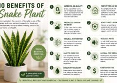 10 Benefits of Snake Plant: Why This Popular Houseplant Supports a Healthier Home