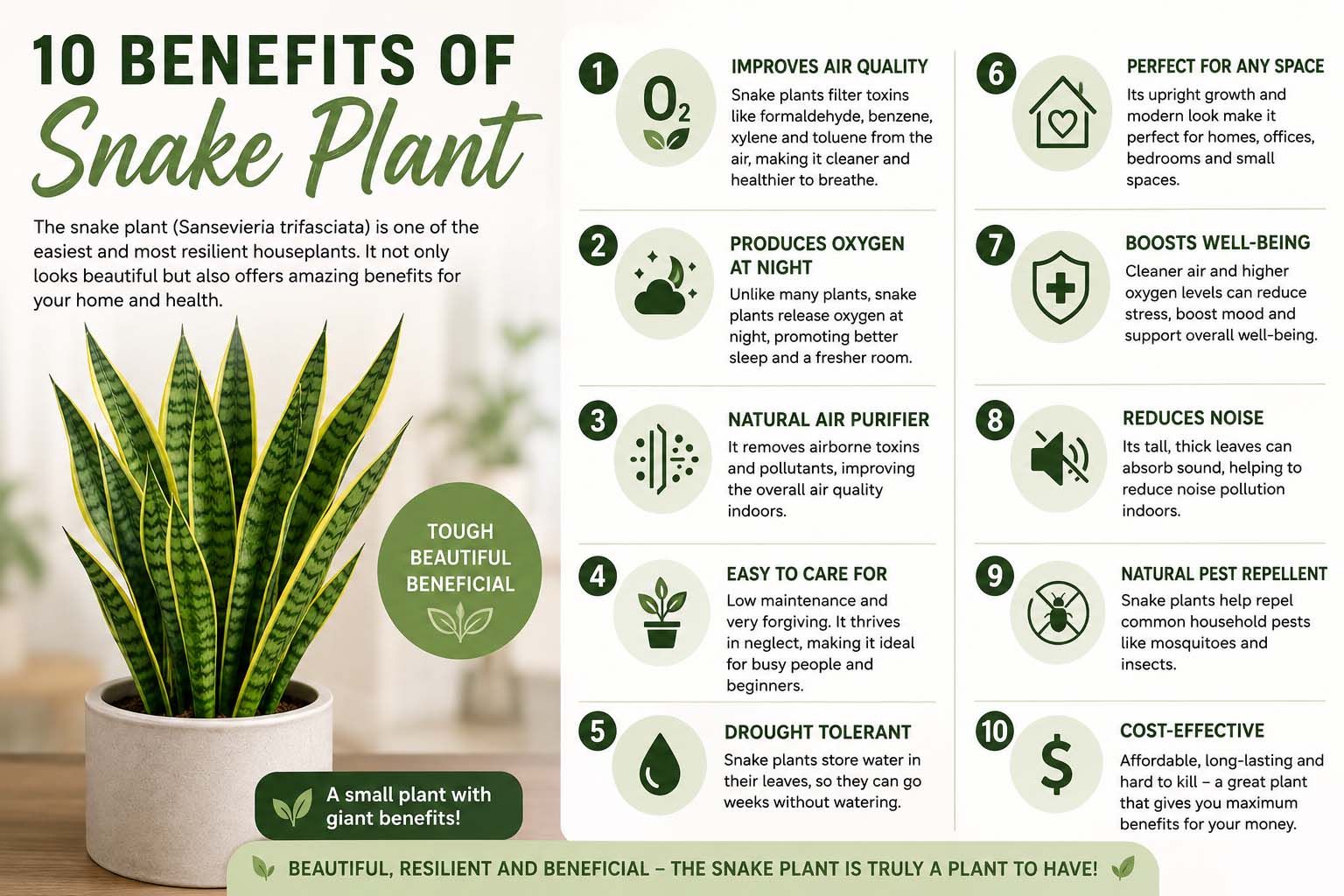 10 benefits of snake plant