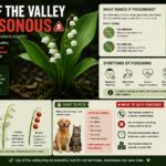 Lily of the Valley Poisonous: Health Risks, Symptoms, and Safety Guide lily of the valley poisonous